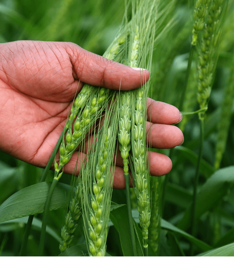 Boosting Farm Efficiency Using Advanced Crop Monitoring Drones